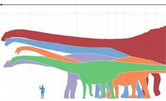 Сравнительные размеры различных зауроподов и человека. Кликните на картинке, чтобы увеличить изображение. Изображение пользователя Dinoguy2 с сайта wikipedia.org.
